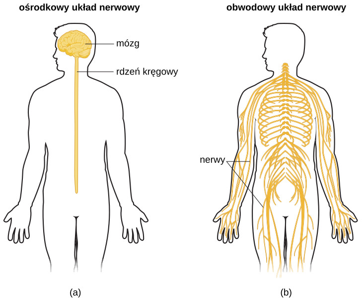 Diagram ośrodkowego i obwodowego układu nerwowego człowieka.